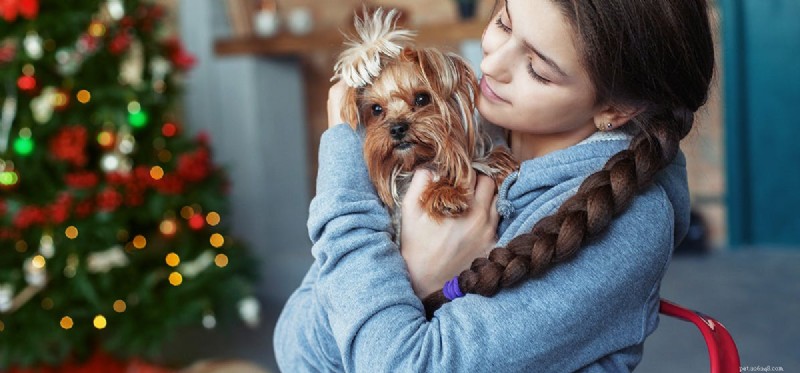 Do Dogs Read Human Facial Expressions? How They Understand Our Emotions
