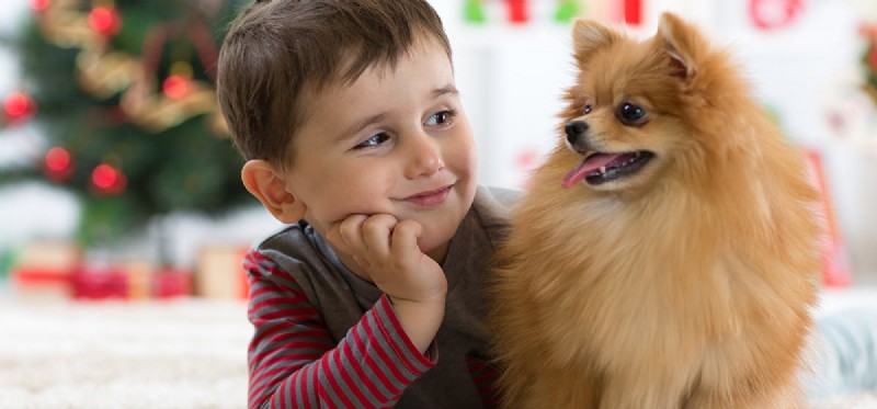 Do Dogs Read Human Facial Expressions? How They Understand Our Emotions
