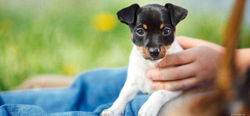 Do Dogs Perceive Green Light? Understanding Canine Color Vision