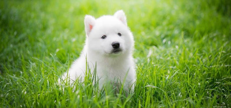 Do Dogs Perceive Green Light? Understanding Canine Color Vision