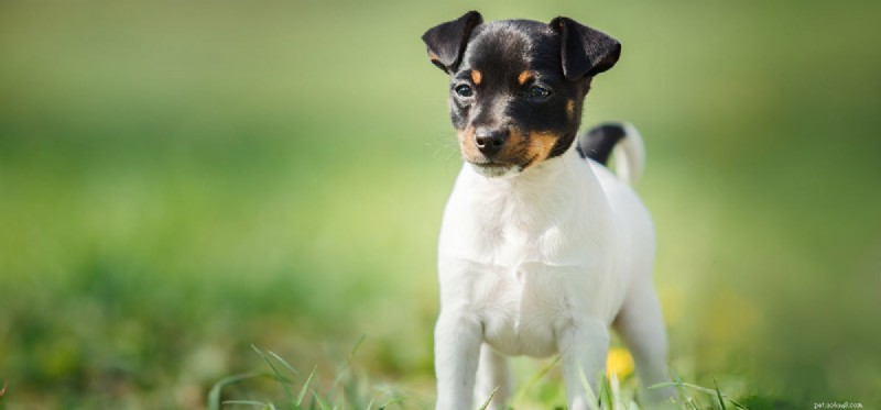 Do Dogs Perceive Green Light? Understanding Canine Color Vision