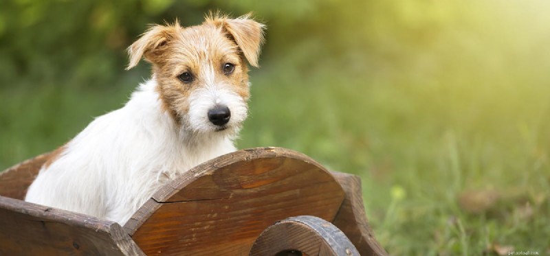 Do Dogs Perceive Green Light? Understanding Canine Color Vision