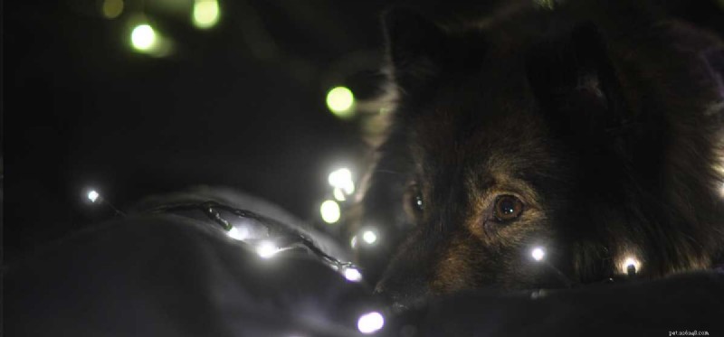 Can Dogs See Clearly in a Dark Room?