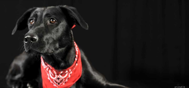 Can Dogs See Clearly in a Dark Room?