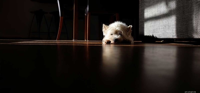 Can Dogs See Clearly in a Dark Room?