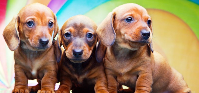 Do Dogs See Color? Understanding Their Vision