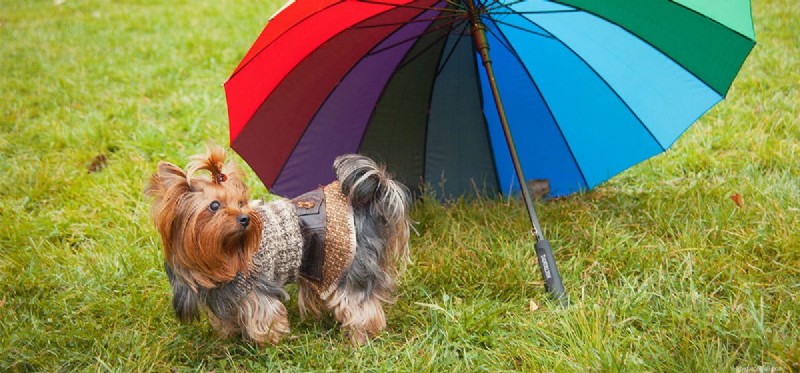 Do Dogs See Color? Understanding Their Vision