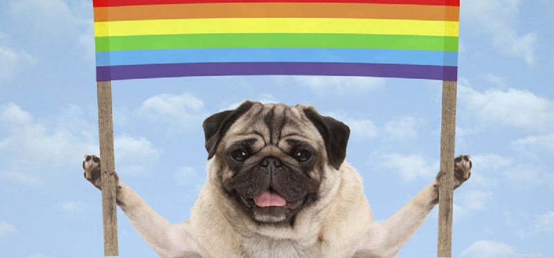 Do Dogs See Color? Understanding Their Vision