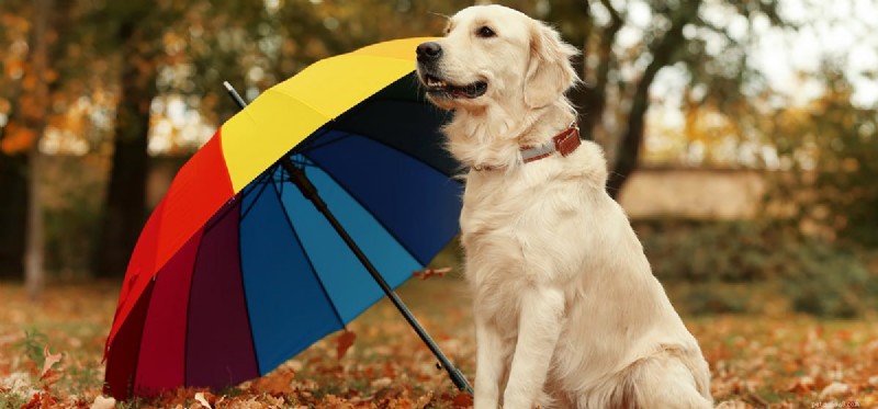 Do Dogs See Color? Understanding Their Vision