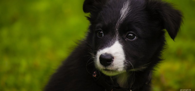 Can Dogs Distinguish Layers of Paint? A Closer Look at Canine Vision