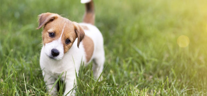 Can Dogs Distinguish Layers of Paint? A Closer Look at Canine Vision