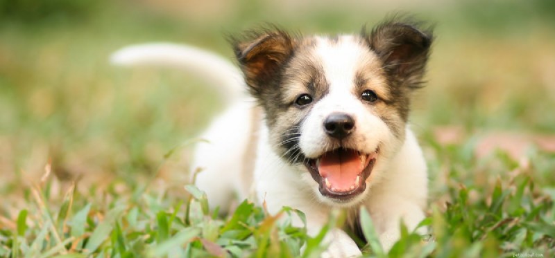 Can Dogs Distinguish Layers of Paint? A Closer Look at Canine Vision