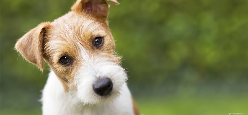 Can Dogs Distinguish Layers of Paint? A Closer Look at Canine Vision