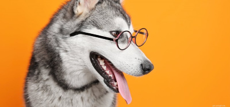 Can Dogs See Orange? Debunking the Color Vision Myth