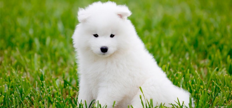 Do Dogs Truly See Patterns? A Closer Look
