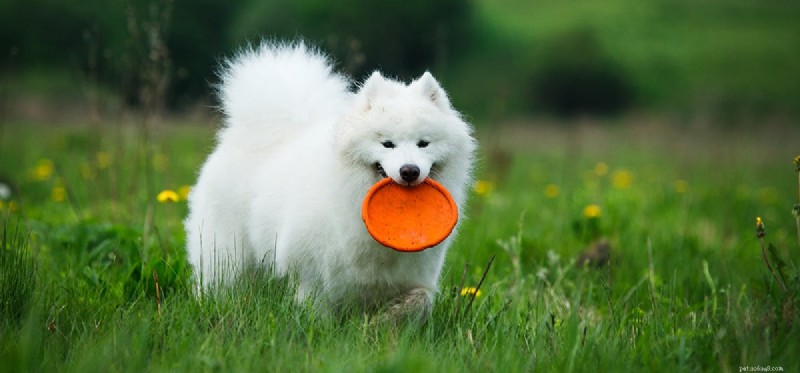 Can Dogs See Orange? Debunking the Color Vision Myth