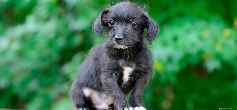 Do Dogs Truly See Patterns? A Closer Look