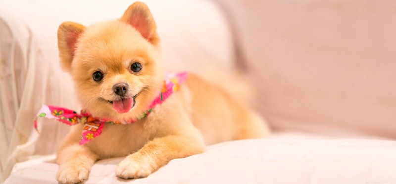 Do Dogs Truly See Patterns? A Closer Look