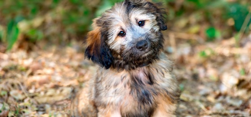 Do Dogs Truly See Patterns? A Closer Look