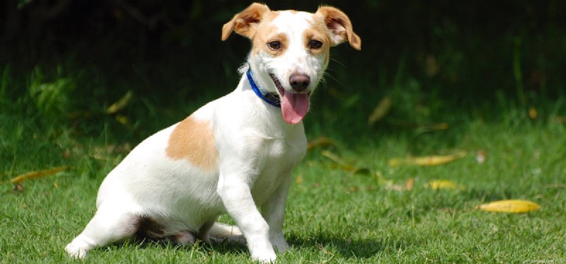 Do Dogs Really See Pee Marks? The Science Behind Their Visual Detection