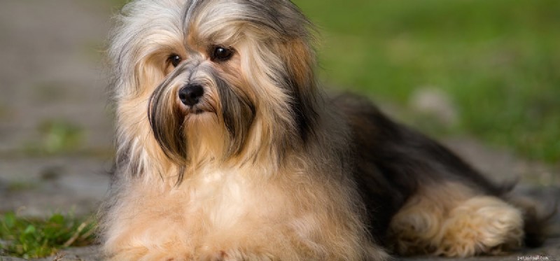 Do Dogs Really See Pee Marks? The Science Behind Their Visual Detection