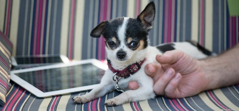 Do Dogs Recognize Their Owners on Phone Screens?