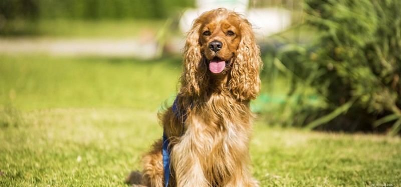 Do Dogs Really See Pee Marks? The Science Behind Their Visual Detection