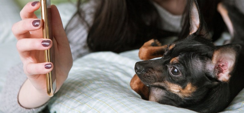 Do Dogs Recognize Their Owners on Phone Screens?