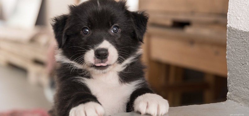Can Dogs Detect Security Features on U.S. Banknotes?