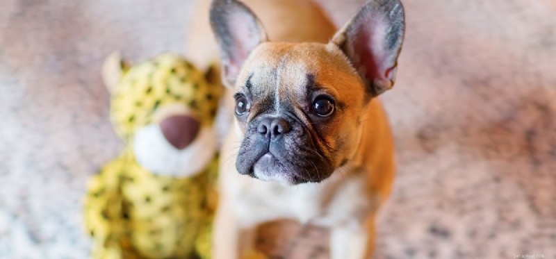 Can Dogs Detect Security Features on U.S. Banknotes?