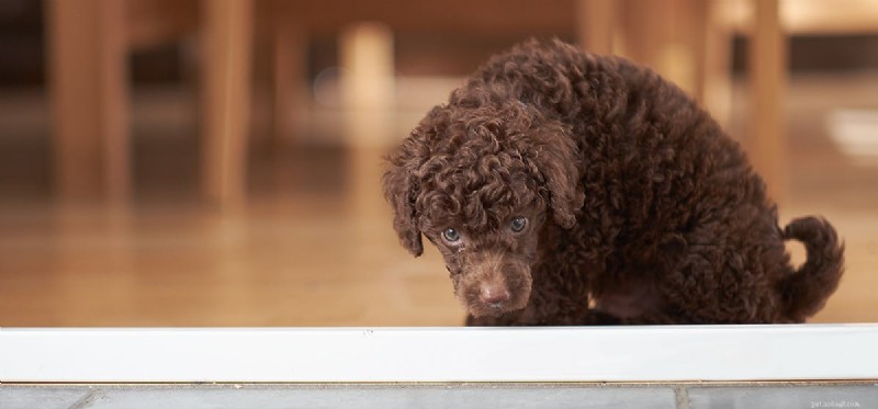 Can Dogs Detect Security Features on U.S. Banknotes?