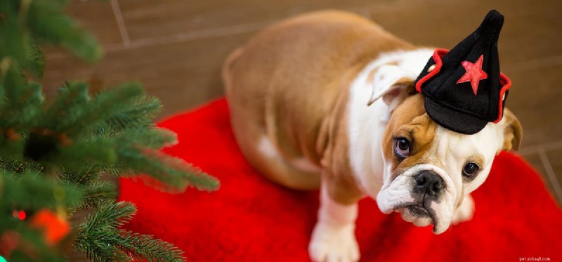 Do Dogs Actually See Stars? Exploring Canine Night Vision