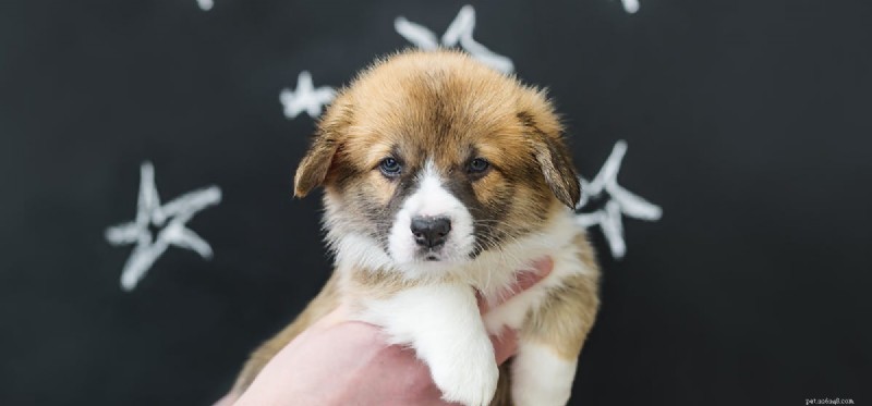 Do Dogs Actually See Stars? Exploring Canine Night Vision