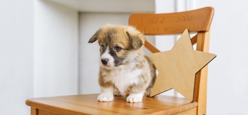 Do Dogs Actually See Stars? Exploring Canine Night Vision