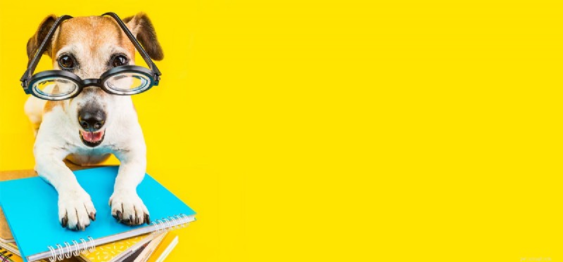 Do Dogs Perceive Yellow? Unveiling Their Color Vision Capabilities