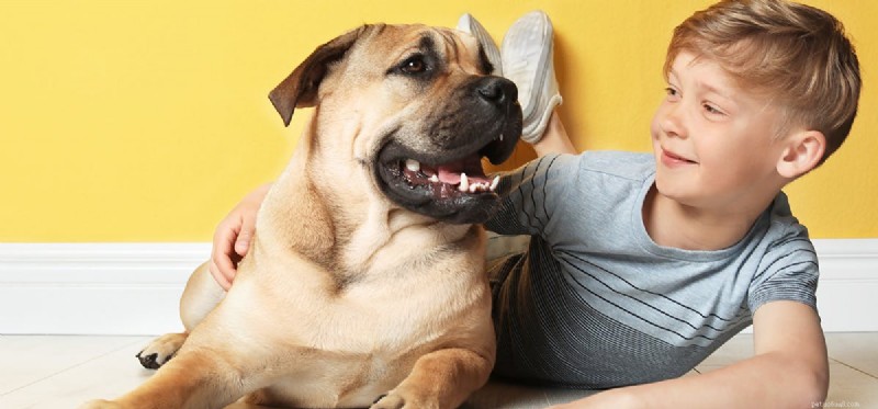 Do Dogs Perceive Yellow? Unveiling Their Color Vision Capabilities