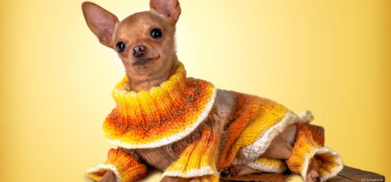 Do Dogs Perceive Yellow? Unveiling Their Color Vision Capabilities