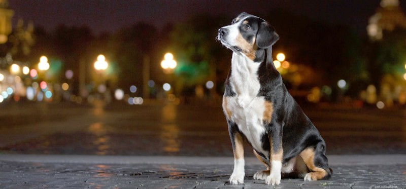 Do Dogs Detect Full Moon Phases? Vet Insights & Science