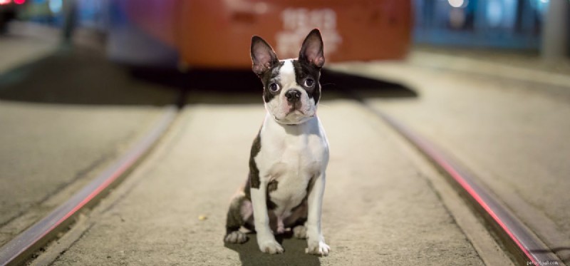 Do Dogs Detect Full Moon Phases? Vet Insights & Science