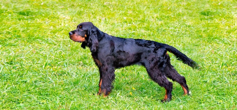 Can Dogs Detect Hurricanes? Exploring Canine Weather Sensing