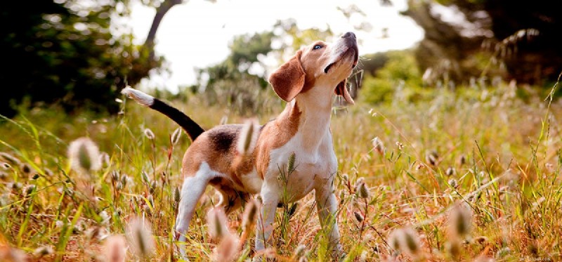 Can Dogs Detect Hurricanes? Exploring Canine Weather Sensing