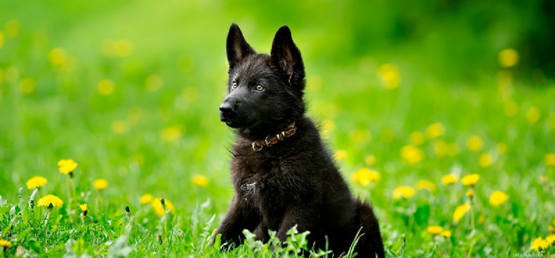 Can Dogs Detect Hurricanes? Exploring Canine Weather Sensing