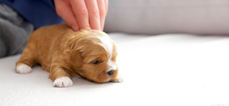 Can Dogs Detect Hurricanes? Exploring Canine Weather Sensing