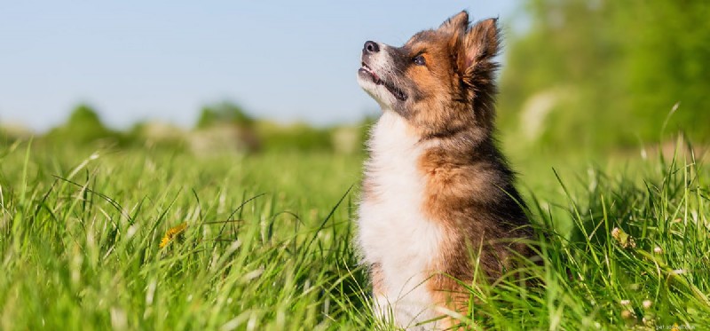 Can Dogs Detect Aliens? The Truth About Pets and UFOs