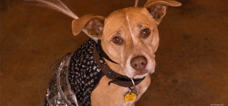 Can Dogs Detect Aliens? The Truth About Pets and UFOs