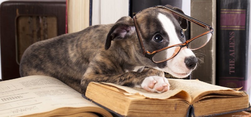 Can Dogs Detect Aliens? The Truth About Pets and UFOs