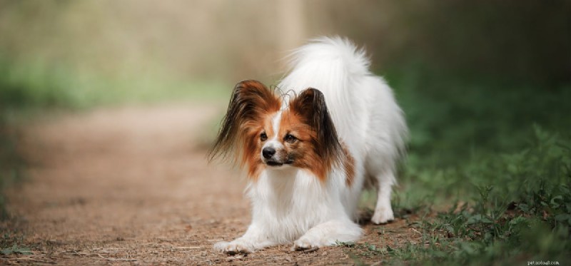 How Dogs Detect Earthquakes Before They Strike