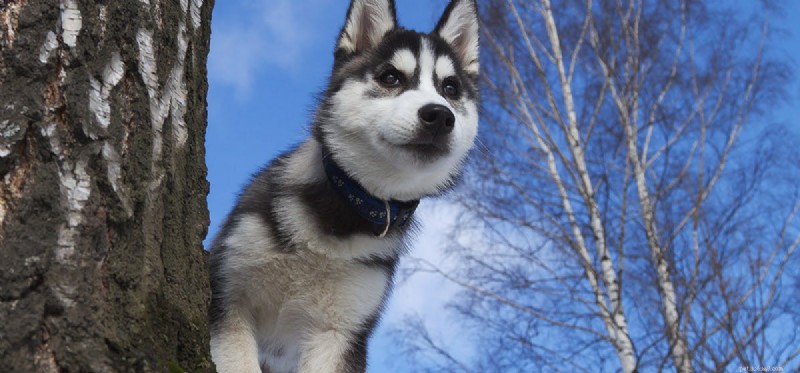 Can Dogs Detect Aliens? The Truth About Pets and UFOs