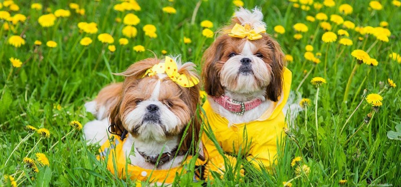 How Dogs Detect Earthquakes Before They Strike