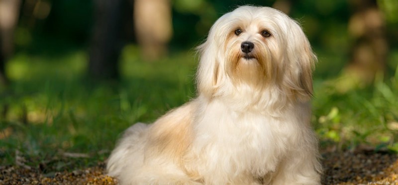 How Dogs Detect Earthquakes Before They Strike